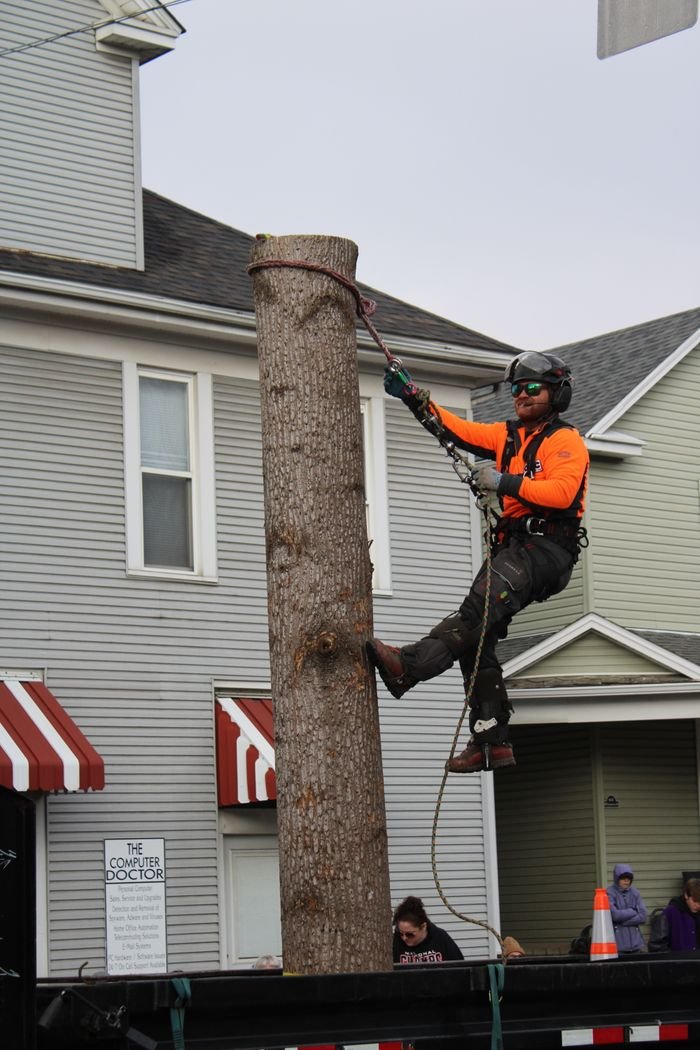 An arborist skillfully climbs a tree trunk during a parade in Lancaster, Ohio.