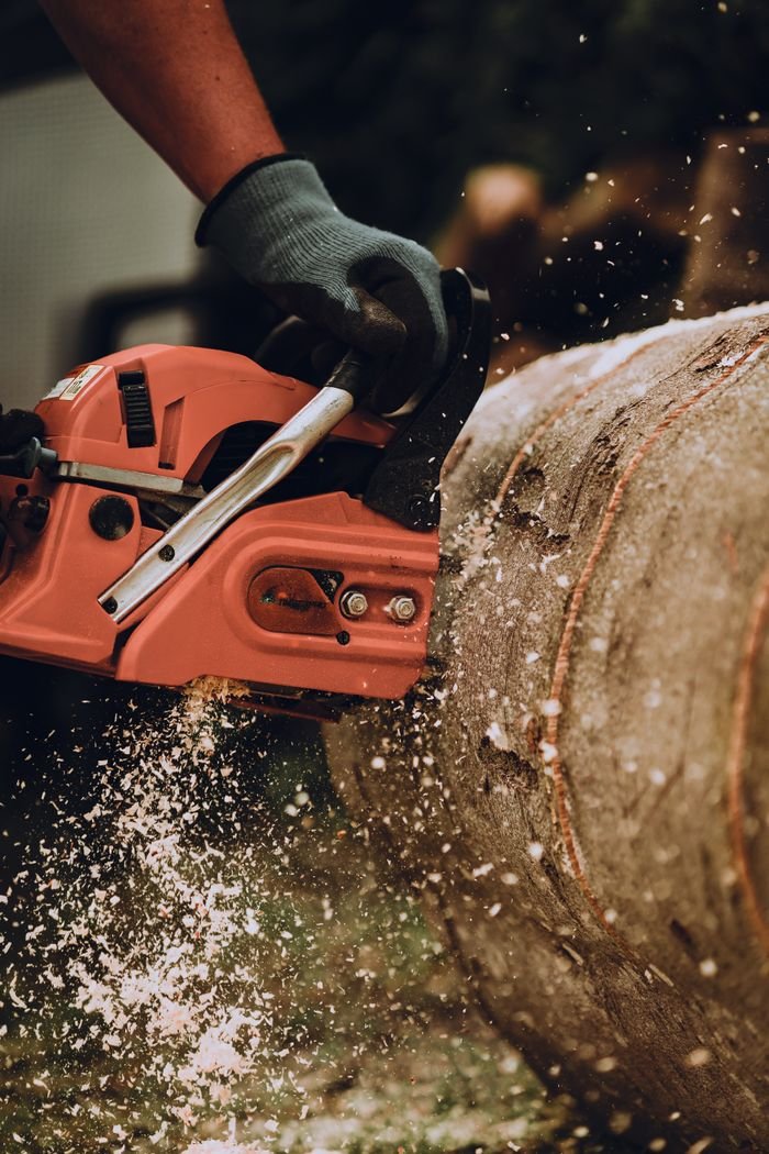 Close-up of a chainsaw cutting through a tree trunk with sawdust flying, showing manual labor outdoors.