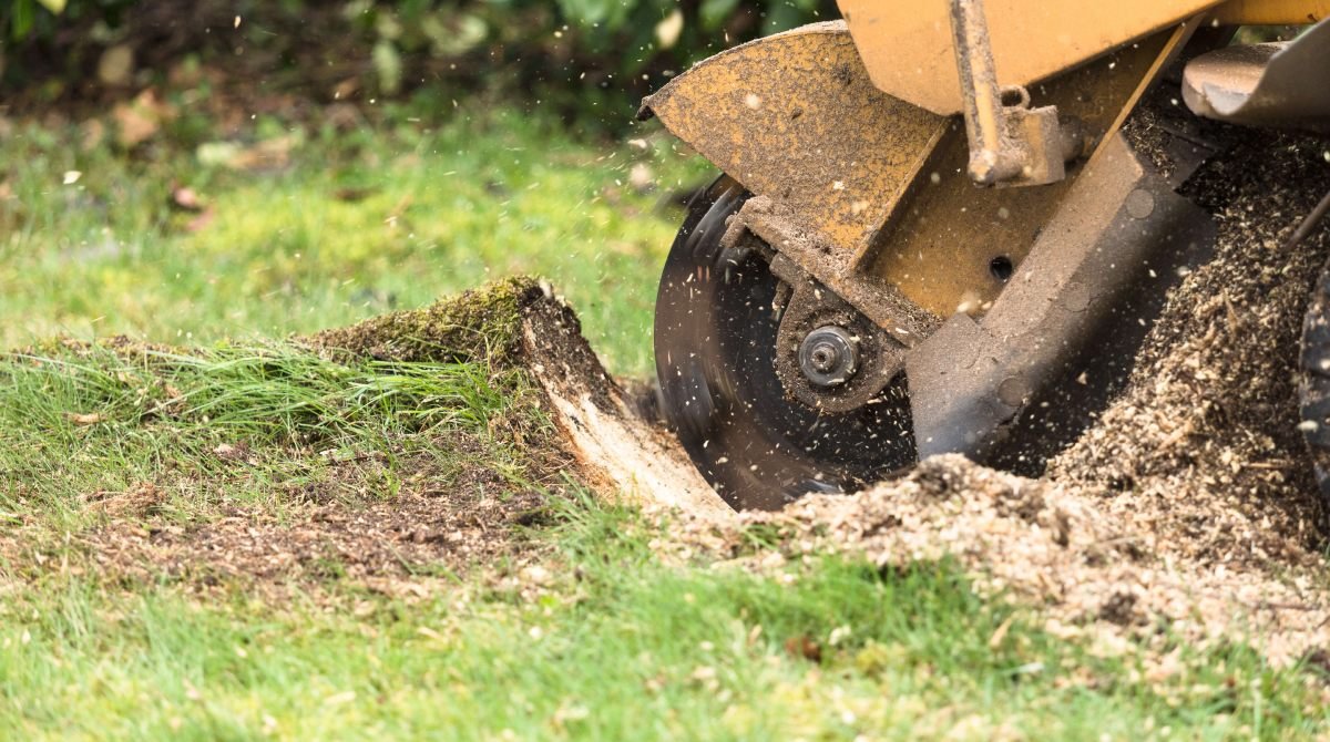 Stump grinder removing a tree stump in a Yakima yard