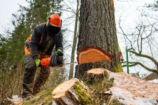 tree removal 2