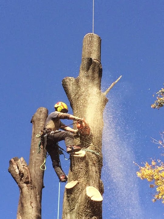 Climber removing a tall tree in Yakima, WA