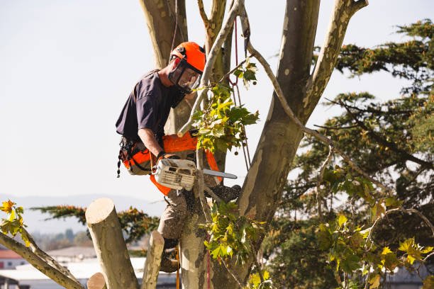 tree trim